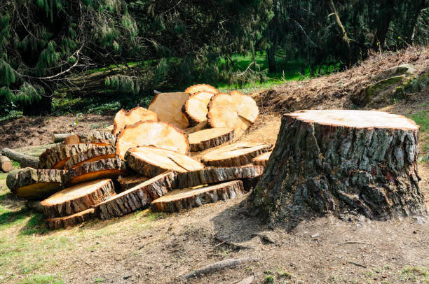 Clearlake, CA Tree Services Company